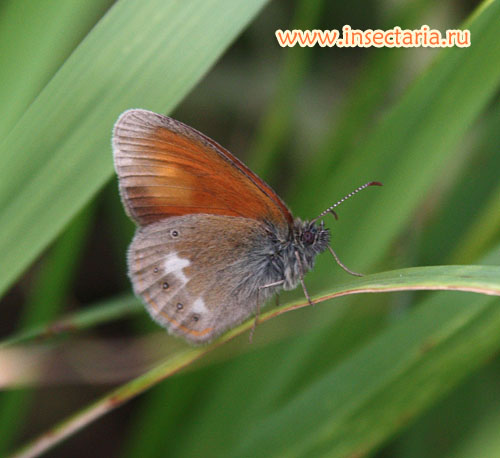 Сенница сладкая (Coenonympha glycerion) - мелкая дневная бабочка, обитающая в северной и центральной Евразии